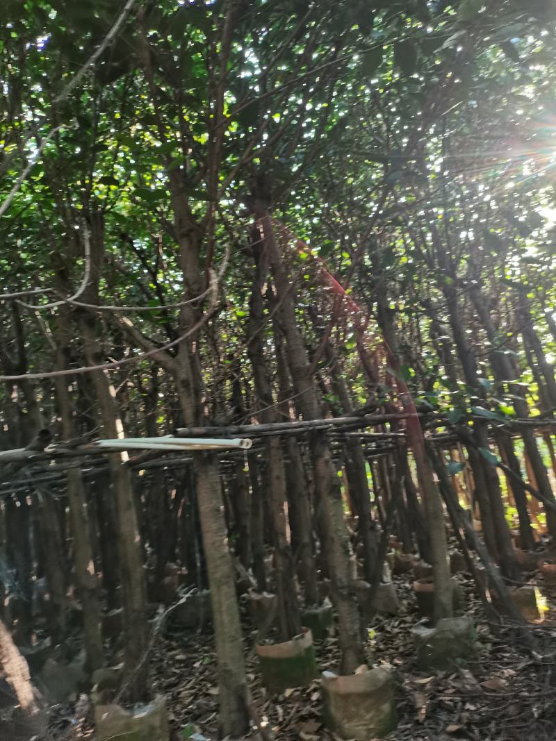 出售高山榕袋苗8-15公分，需要的的老板联系