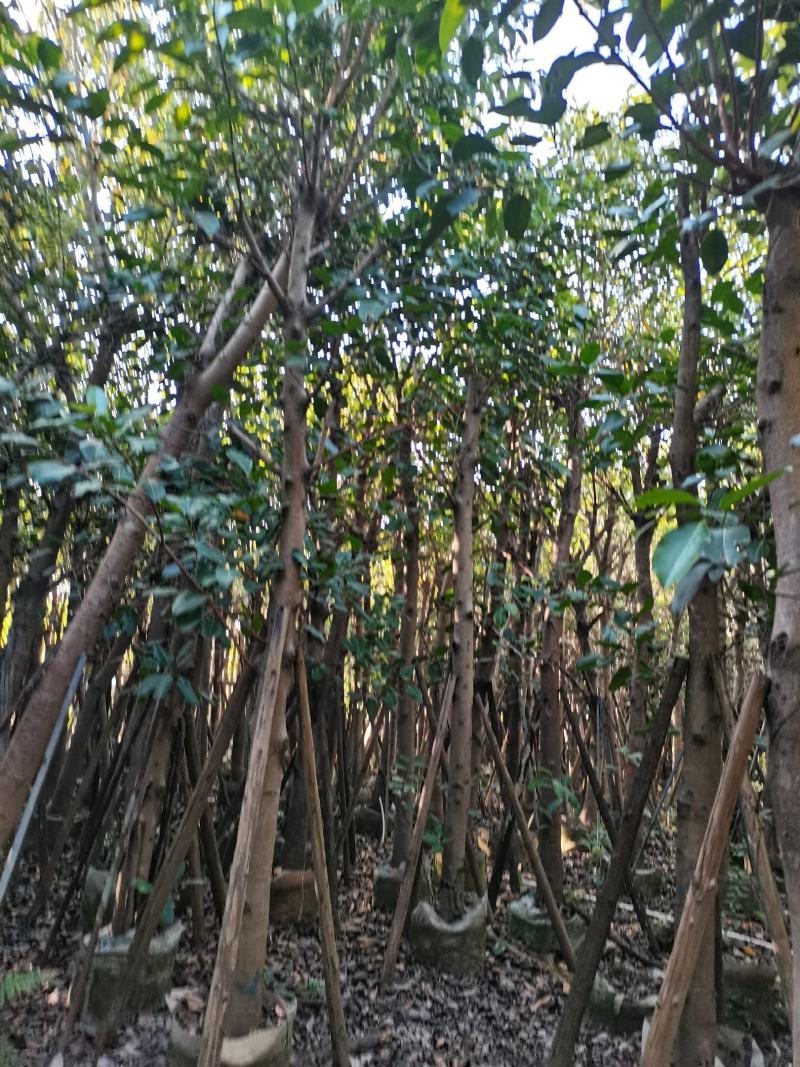 出售高山榕袋苗8-15公分，需要的的老板联系