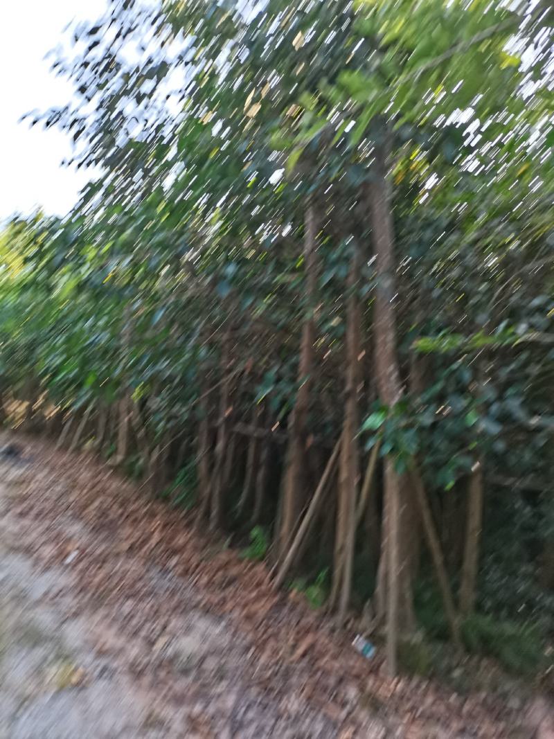 出售高山榕袋苗8-15公分，需要的的老板联系