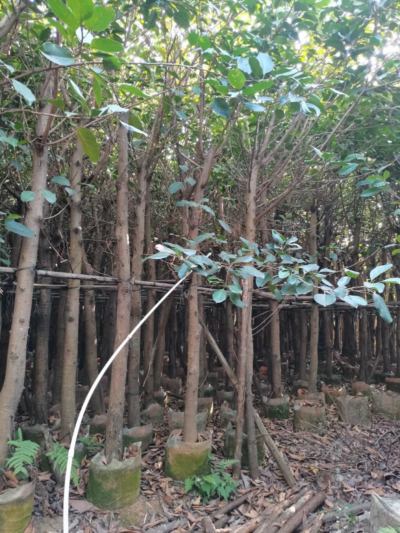 出售高山榕袋苗8-15公分，需要的的老板联系