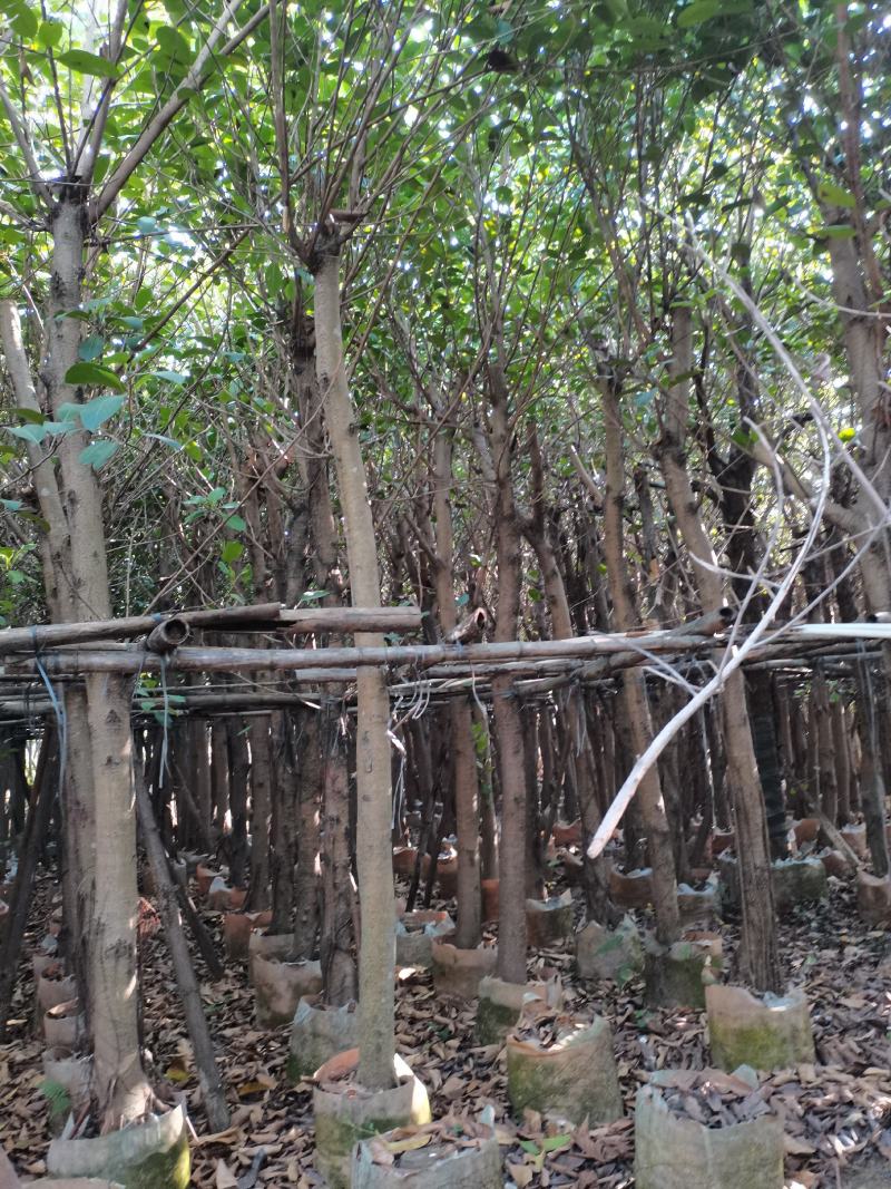 出售高山榕袋苗8-15公分，需要的的老板联系