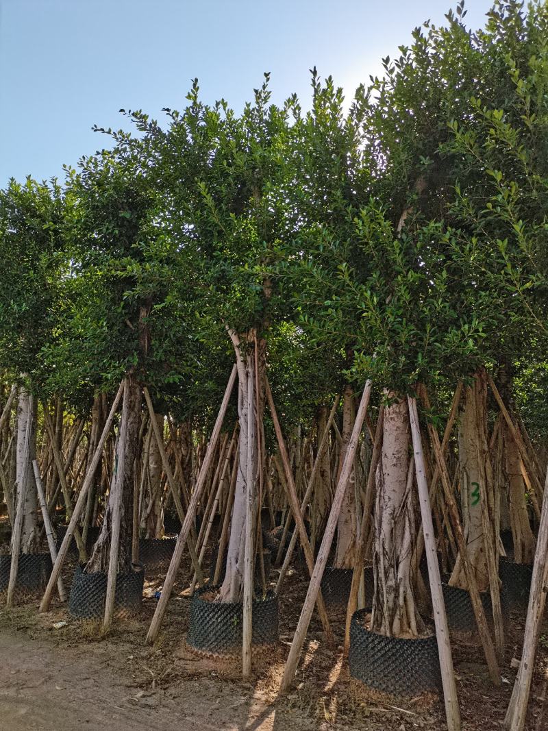 出售高山榕袋苗8-15公分，需要的的老板联系