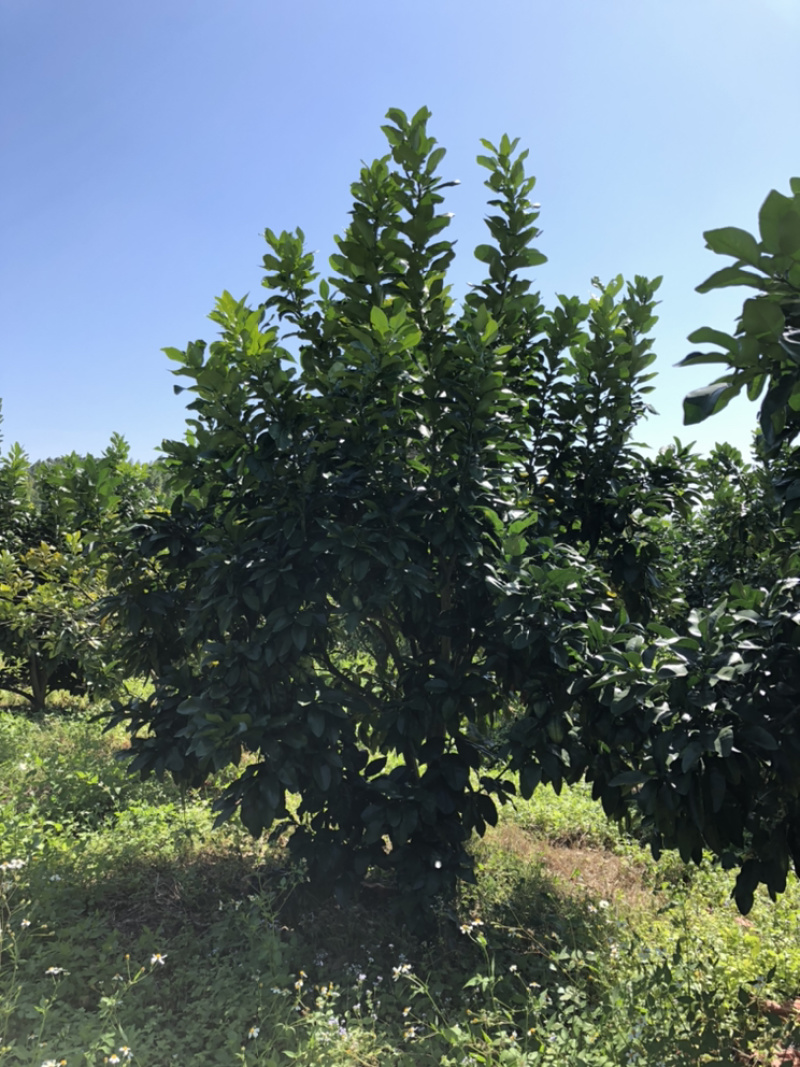 蜜柚树🌳，红心柚树低价出售