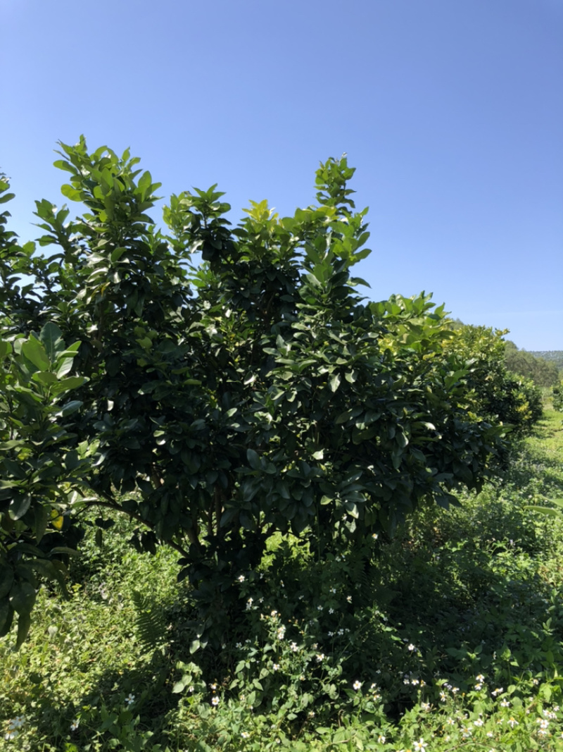 蜜柚树🌳，红心柚树低价出售