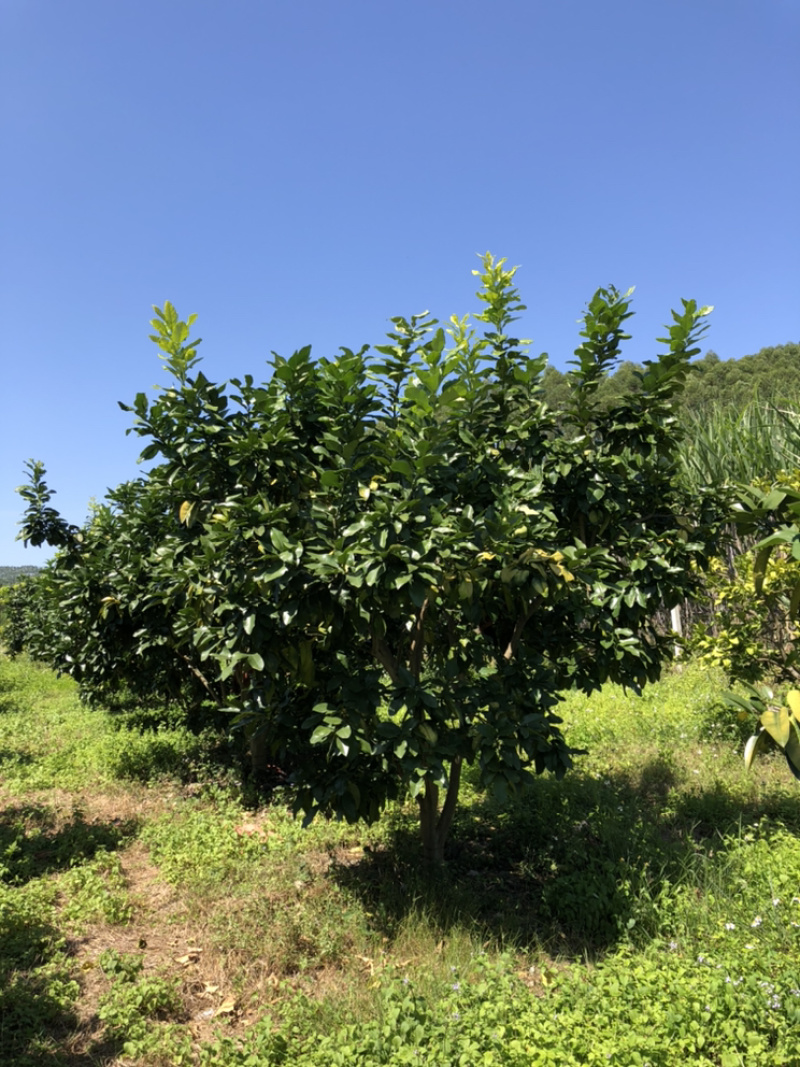 蜜柚树🌳，红心柚树低价出售