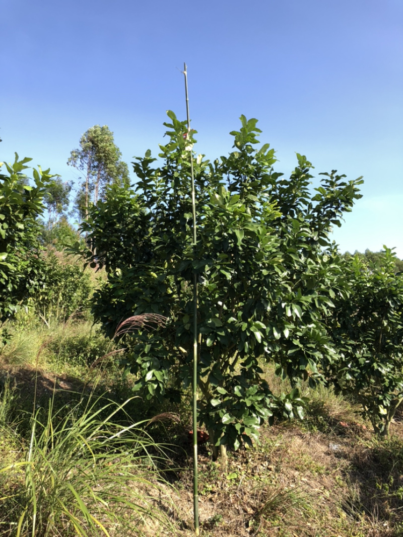 蜜柚树🌳，红心柚树低价出售