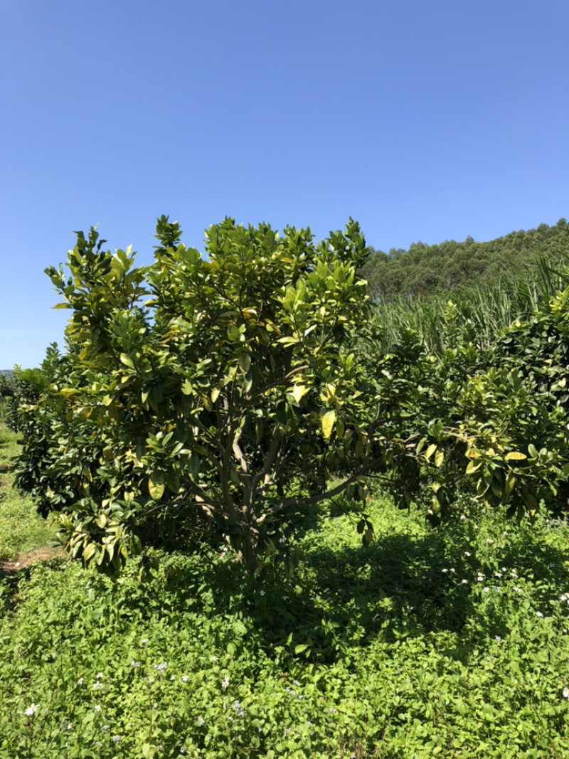 蜜柚树🌳，红心柚树低价出售