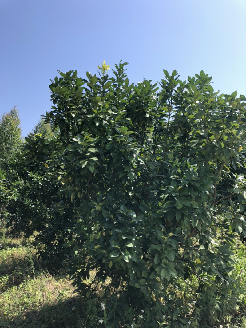 蜜柚树🌳，红心柚树低价出售