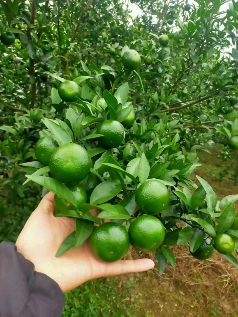 欢迎全国各地的老板来釆购清香蜜桔，口感香甜