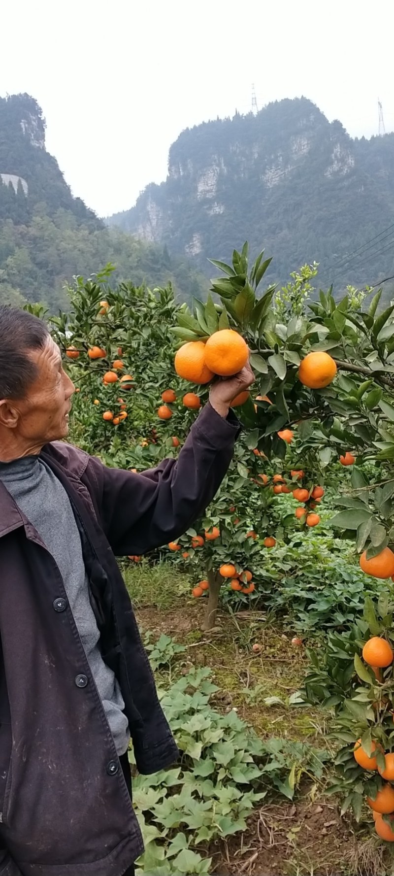 湖北宜昌秭归脐橙长虹脐橙黄心脐橙果园直发，电商**