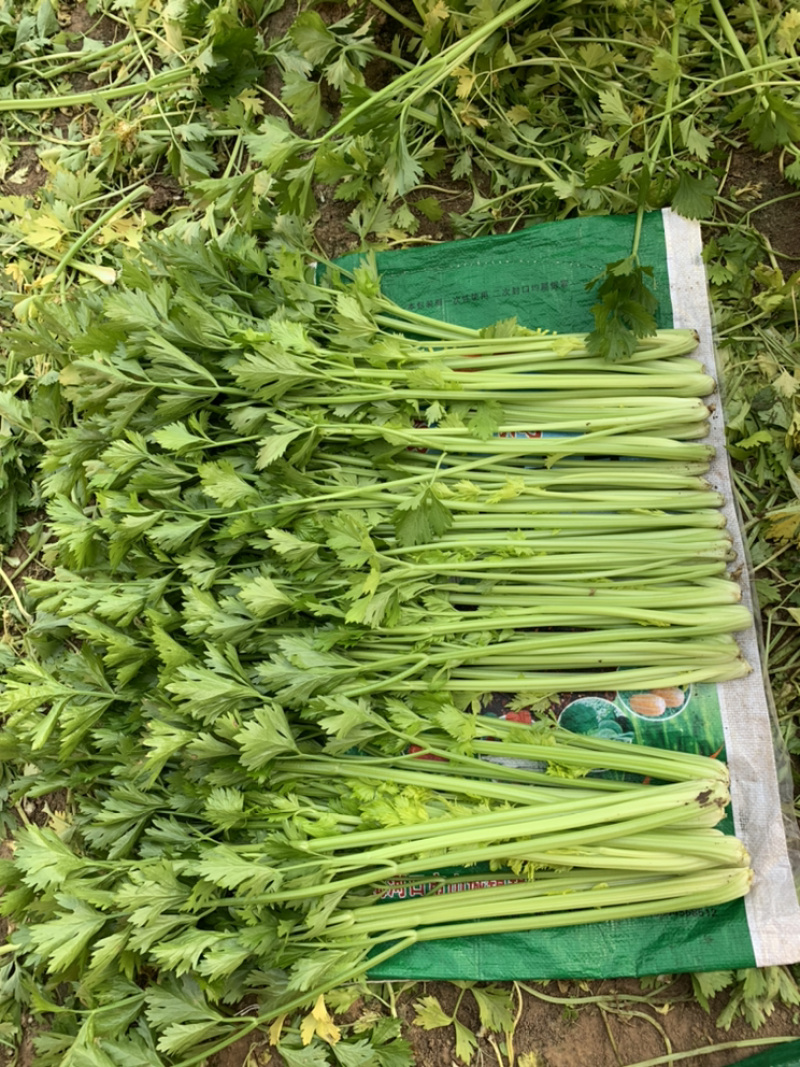 山东香芹，叶芹，大量下货