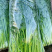 山东香芹，叶芹，大量下货