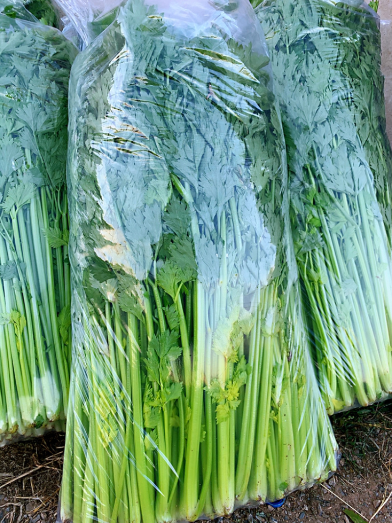 山东香芹，叶芹，大量下货