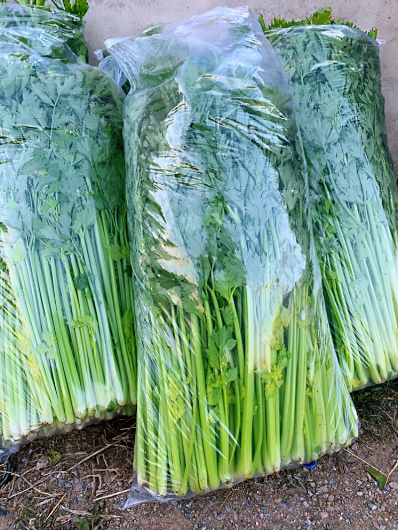 山东香芹，叶芹，大量下货