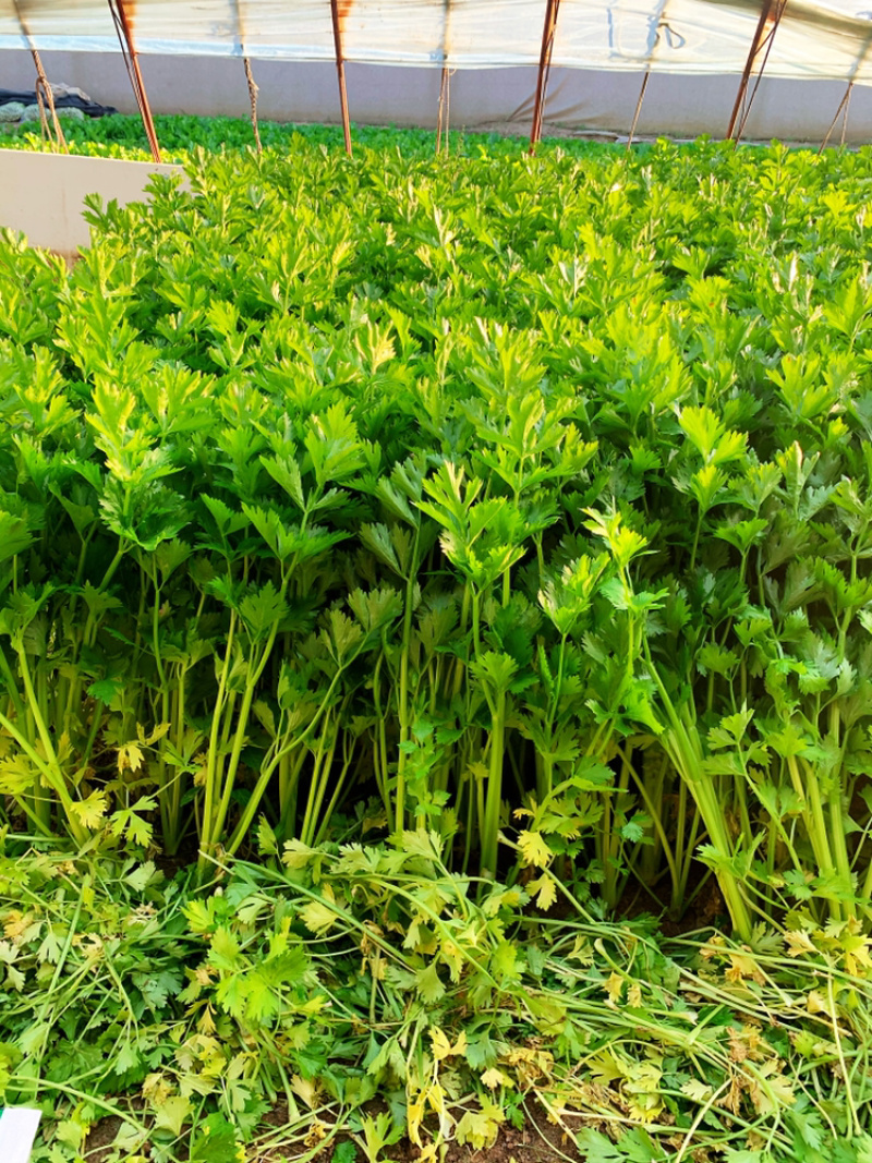山东香芹，叶芹，大量下货