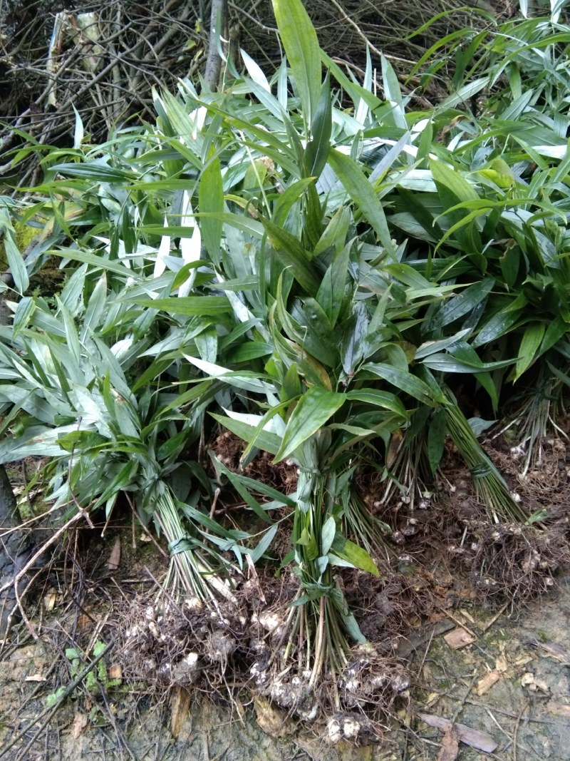 黄精苗，四川多花姜型不倒苗甜黄精种苗老虎姜苗