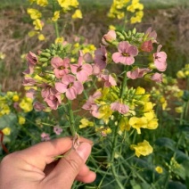 进口彩色油菜花种子花海景观绿化观赏大花彩色油菜花油菜籽耐