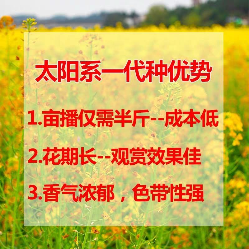 进口彩色油菜花种子花海景观绿化观赏大花彩色油菜花油菜籽耐