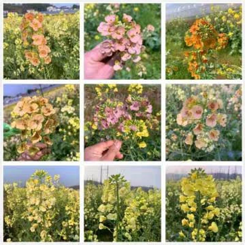 进口彩色油菜花种子花海景观绿化观赏大花彩色油菜花油菜籽耐