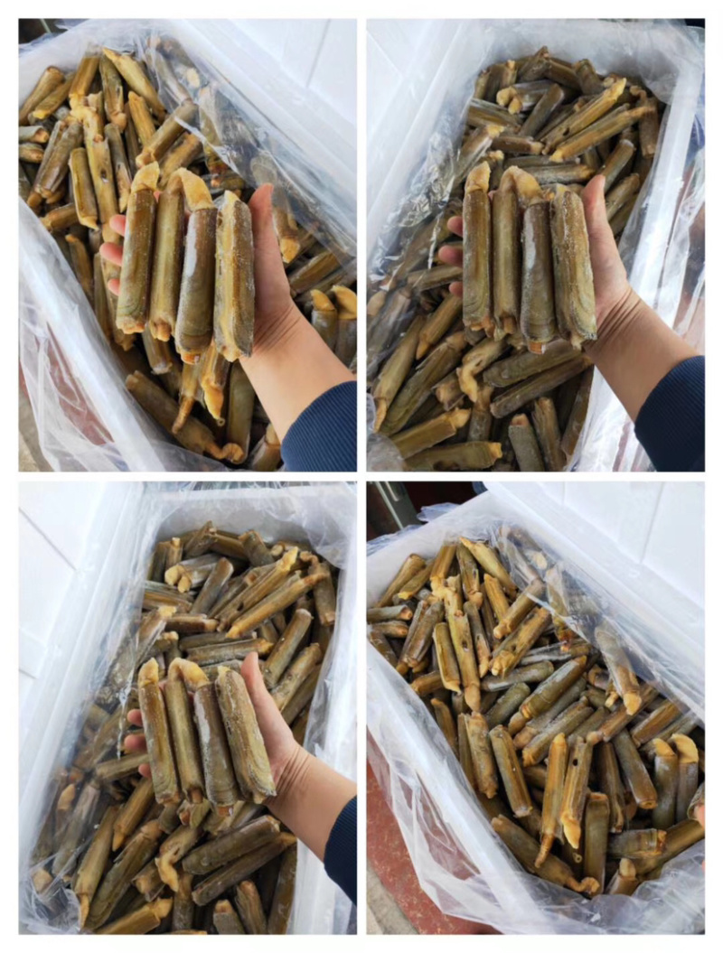 鲜活去沙嘴速冻贝类竹节蛏子刀把蛏王大竹蛏王鸭嘴蛏来片竹蛏