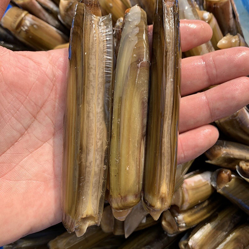 鲜活去沙嘴速冻贝类竹节蛏子刀把蛏王大竹蛏王鸭嘴蛏来片竹蛏