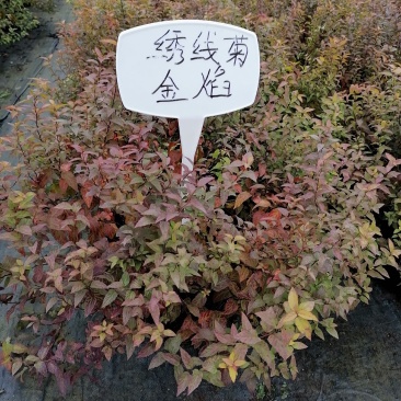 金焰绣线菊杯苗，2加伦，高度25-35公分
