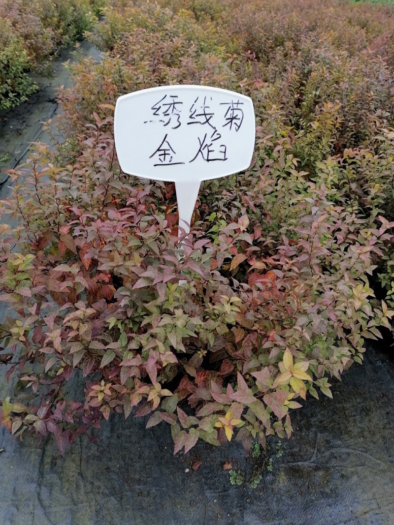 金焰绣线菊杯苗，2加伦，高度25-35公分