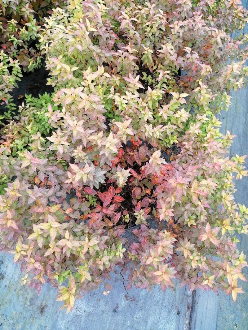 金焰绣线菊杯苗，2加伦，高度25-35公分