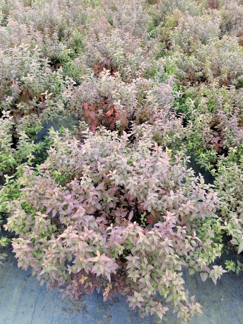 金焰绣线菊杯苗，2加伦，高度25-35公分