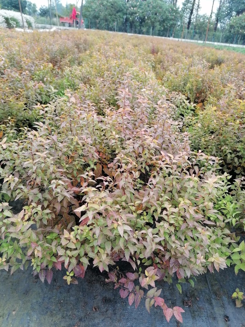 金焰绣线菊杯苗，2加伦，高度25-35公分