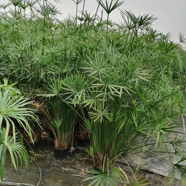 旱伞草杯苗，加伦杯，高度70-80公分，冠幅40-50