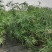 旱伞草杯苗，加伦杯，高度70-80公分，冠幅40-50