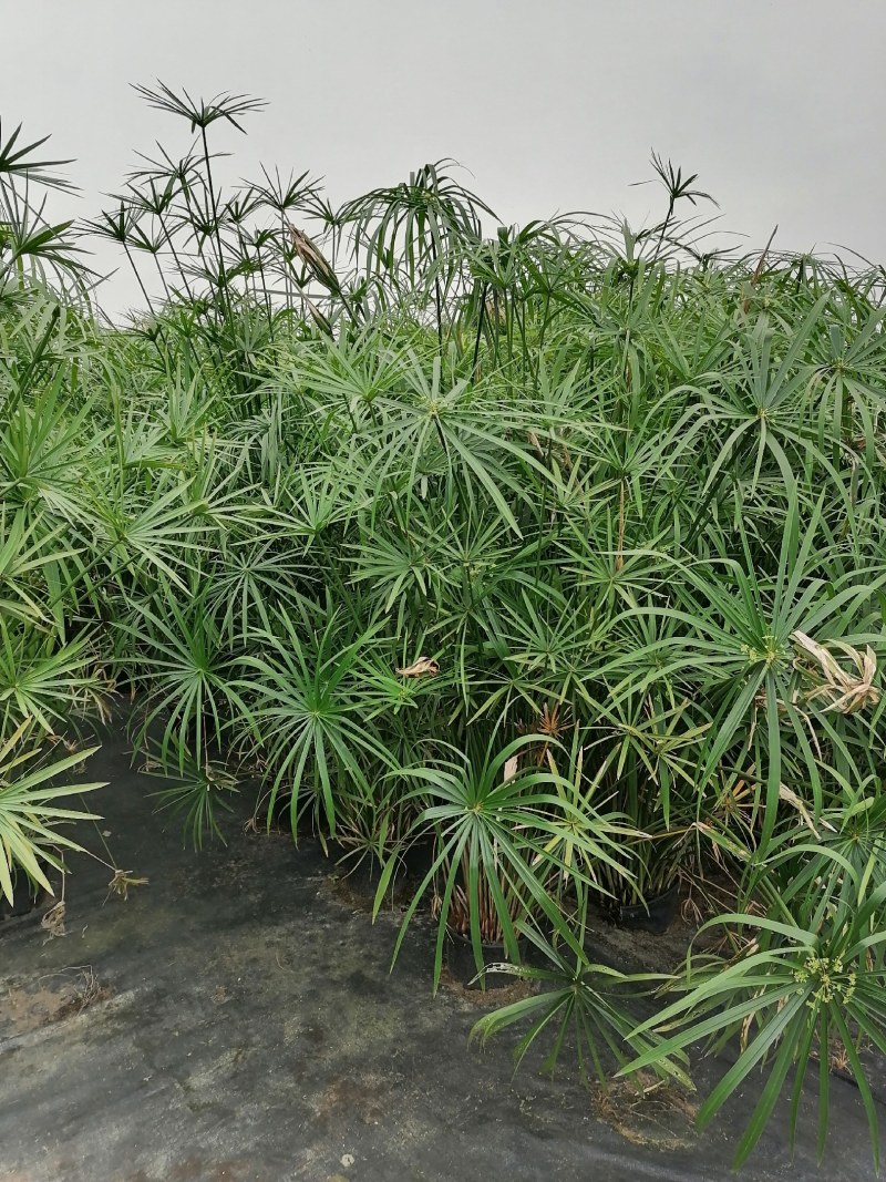 旱伞草杯苗，加伦杯，高度70-80公分，冠幅40-50