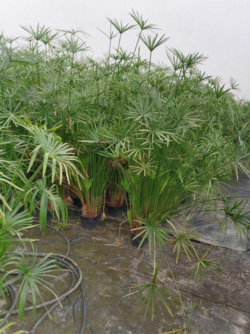 旱伞草杯苗，加伦杯，高度70-80公分，冠幅40-50