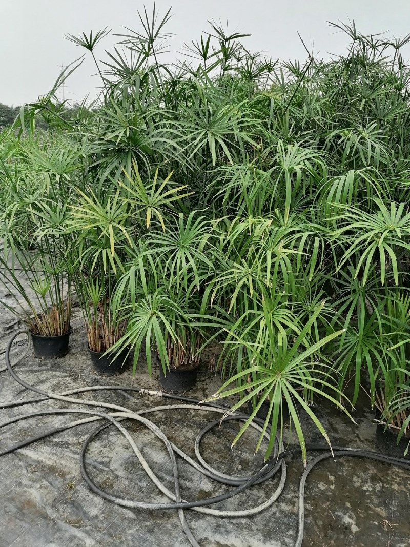 旱伞草杯苗，加伦杯，高度70-80公分，冠幅40-50