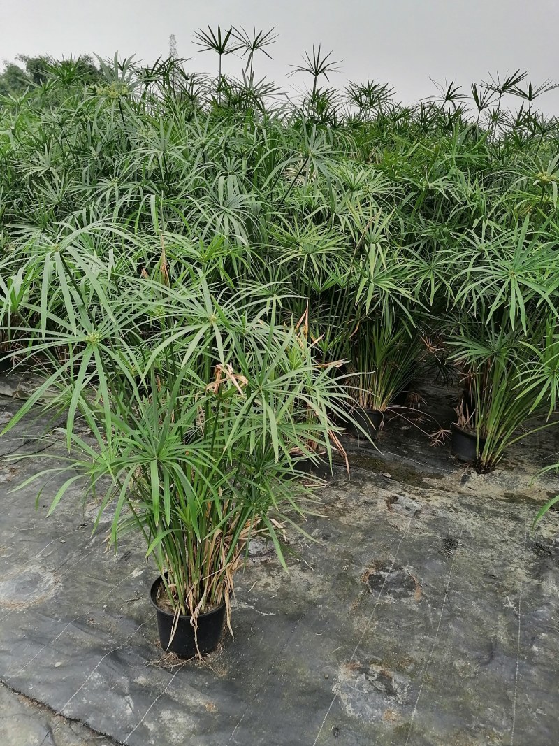 旱伞草杯苗，加伦杯，高度70-80公分，冠幅40-50