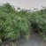 旱伞草杯苗，加伦杯，高度70-80公分，冠幅40-50