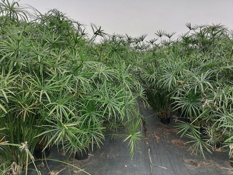 旱伞草杯苗，加伦杯，高度70-80公分，冠幅40-50