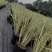 花叶玉蝉杯苗，2加伦，高度35-45公分，冠幅30-35