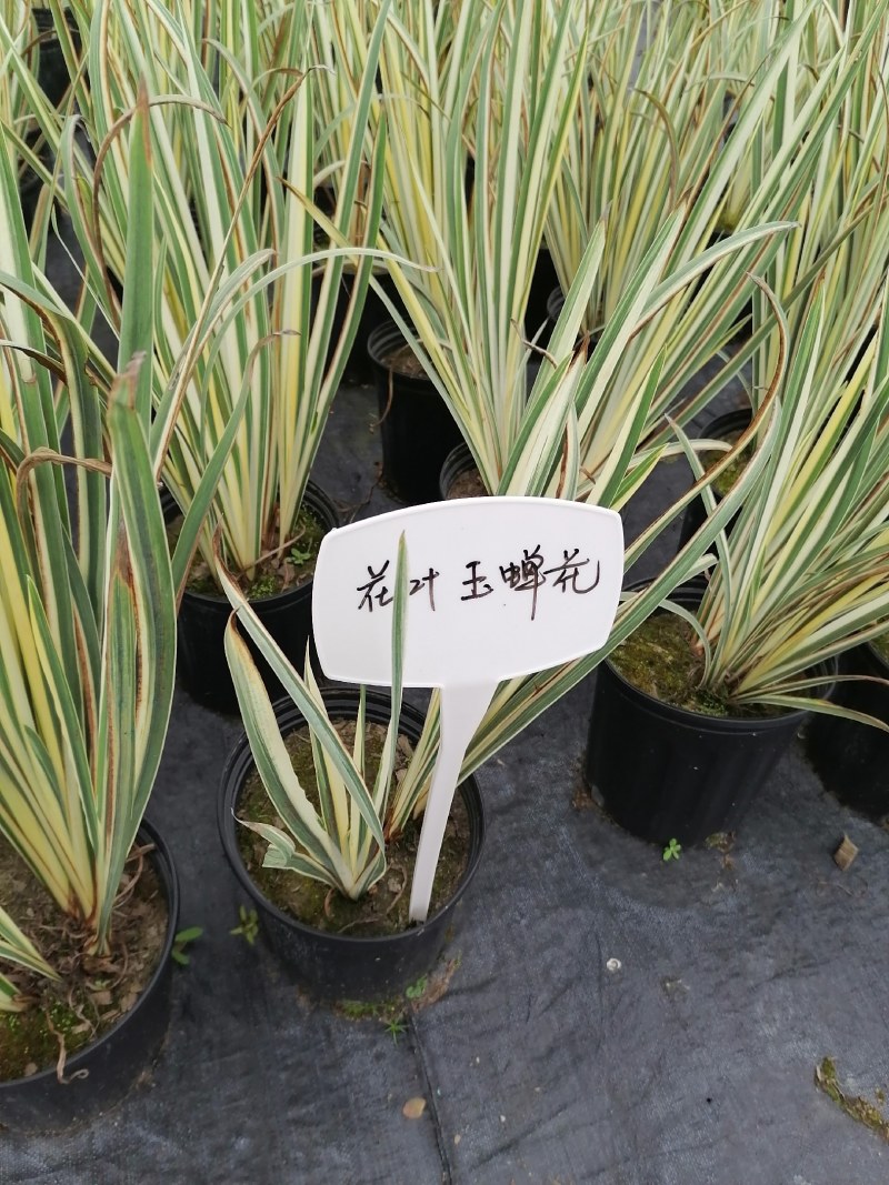 花叶玉蝉杯苗，2加伦，高度35-45公分，冠幅30-35