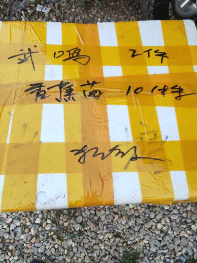 威廉斯b6香蕉苗/金粉一号蕉苗/西贡粉蕉苗/广粉蕉苗/