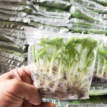 威廉斯b6香蕉苗/金粉一号蕉苗/西贡粉蕉苗/广粉蕉苗/