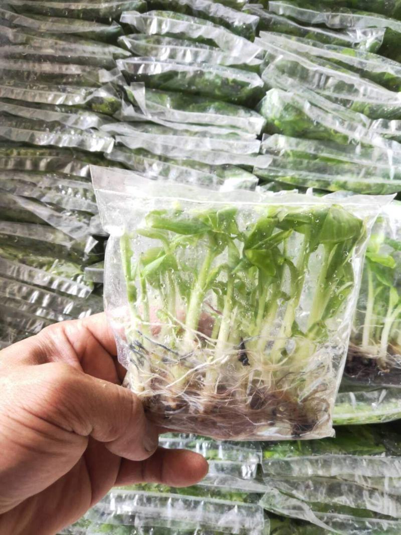 威廉斯b6香蕉苗/金粉一号蕉苗/西贡粉蕉苗/广粉蕉苗/