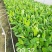 威廉斯b6香蕉苗/金粉一号蕉苗/西贡粉蕉苗/广粉蕉苗/