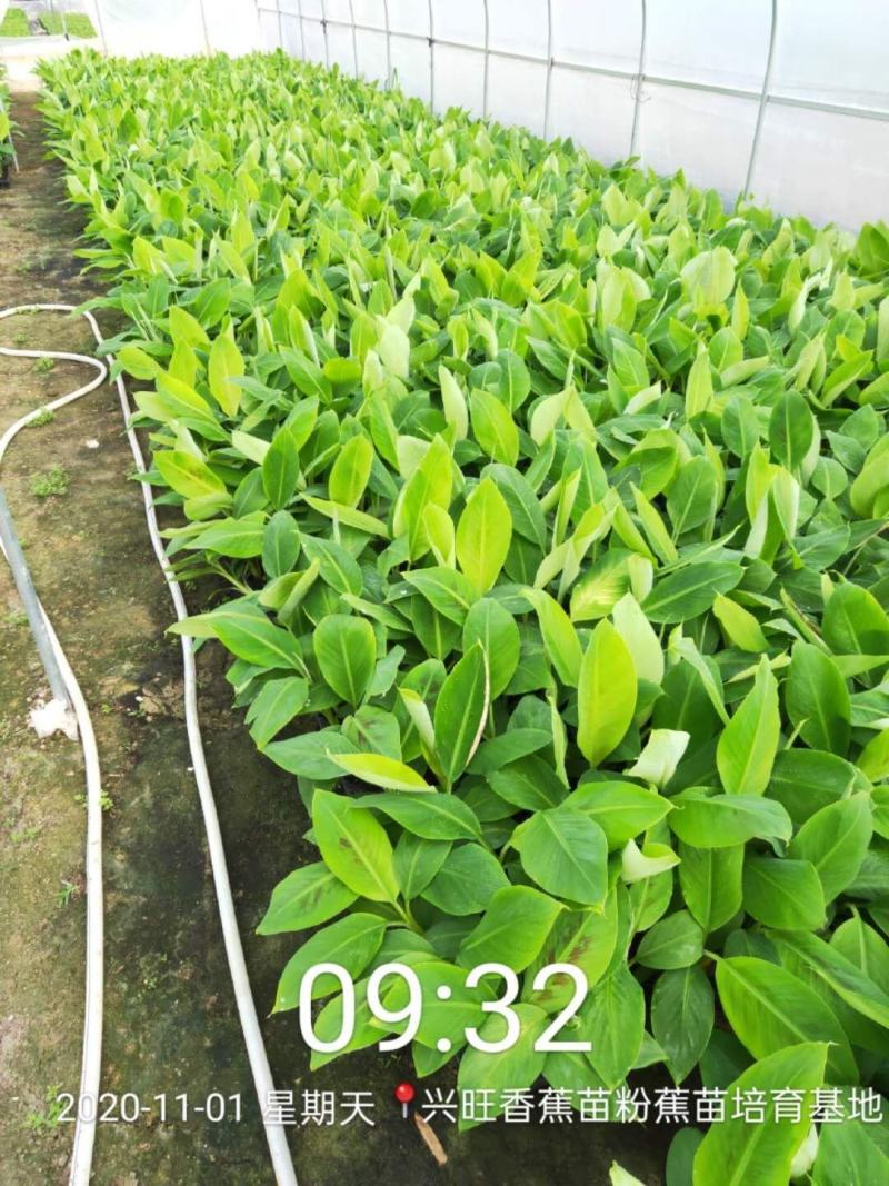 威廉斯b6香蕉苗/金粉一号蕉苗/西贡粉蕉苗/广粉蕉苗/