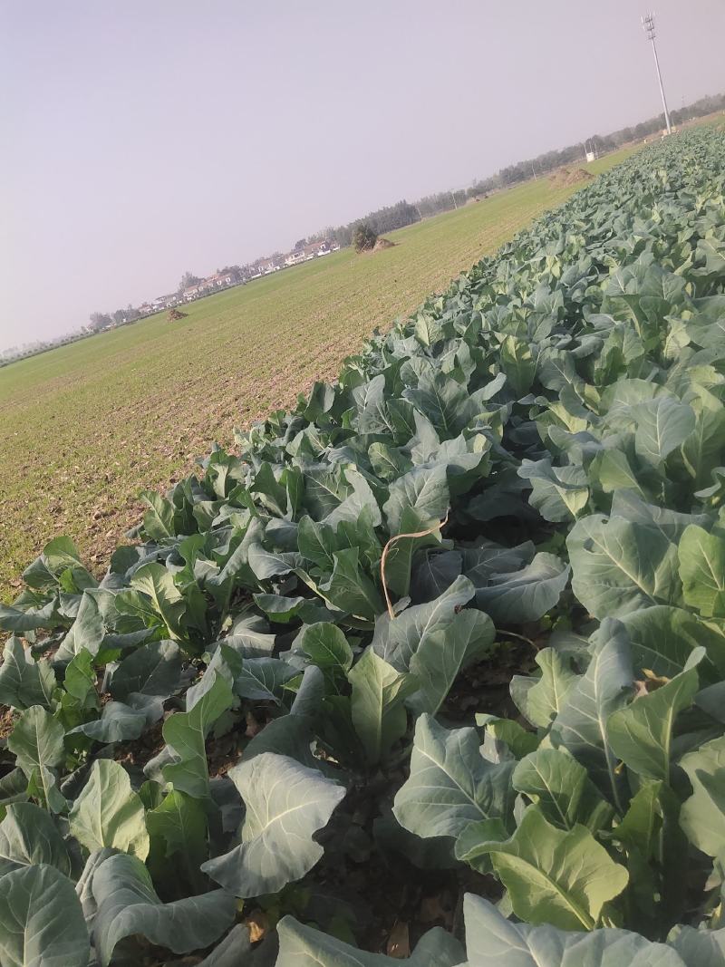 自己种的有机花菜需要老板联系谢谢