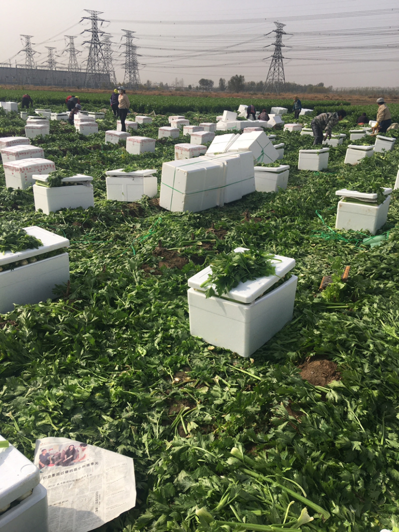 大棵、中棵优质杭州西芹，量大质优，可根据客户要求加工。