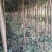 紫薇，三杆拼栽丛生紫薇，高度2-3米，基地批发