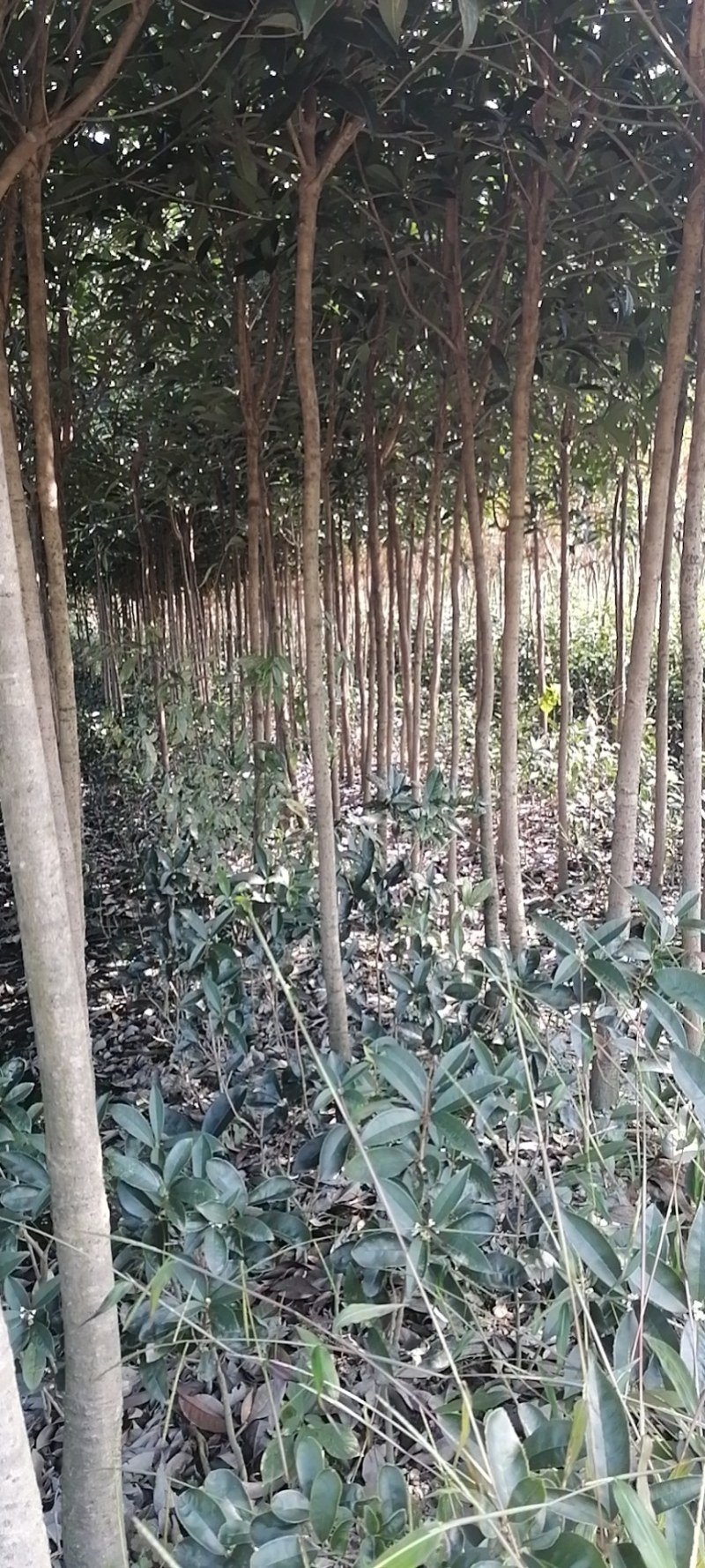 紫薇，三杆拼栽丛生紫薇，高度2-3米，基地批发