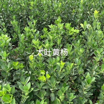 大叶黄杨绿化苗木色块毛球